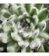 Sempervivum ‘Neida’
