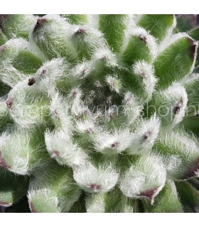 Sempervivum ‘Neida’