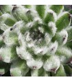 Sempervivum ‘Neida’