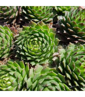 Sempervivum ‘Windstille’