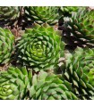 Sempervivum ‘Windstille’