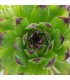 Sempervivum ‘Reinhard’