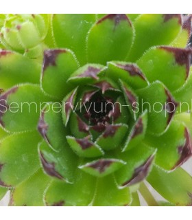 Sempervivum ‘Reinhard’