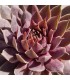 Sempervivum ‘Blue Boy’