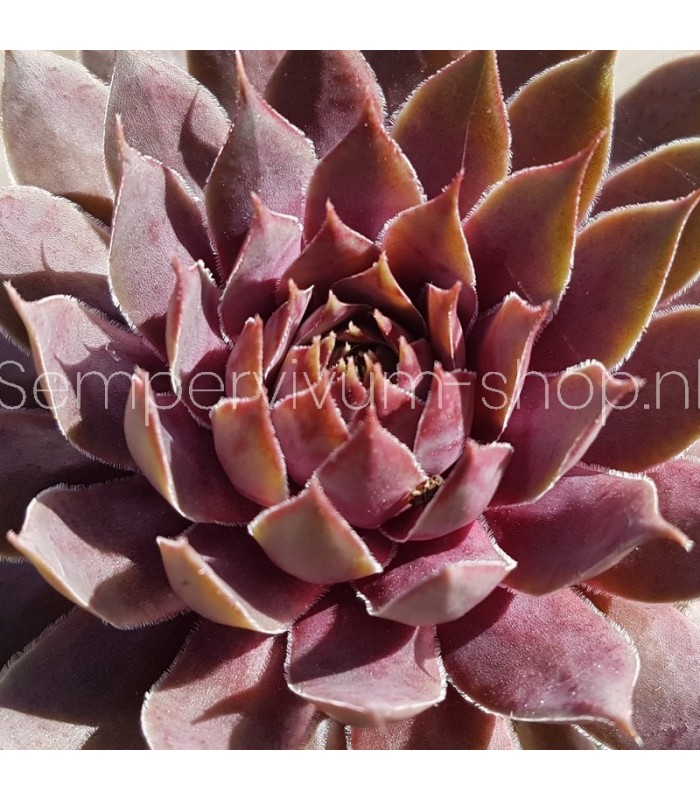 Sempervivum ‘Blue Boy’