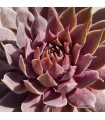 Sempervivum ‘Blue Boy’