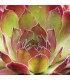 Sempervivum ‘Seven of Nine’