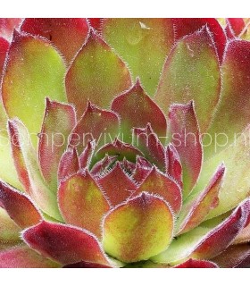 Sempervivum ‘Seven of Nine’