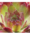 Sempervivum ‘Seven of Nine’