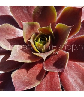 Sempervivum ‘Pacific Dawn’