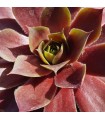Sempervivum ‘Pacific Dawn’