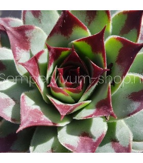 Sempervivum calcareum ‘Jelle’