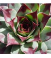 Sempervivum calcareum ‘Jelle’