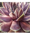 Sempervivum ‘Blue Balon’