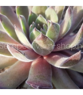 Sempervivum ‘Lenniks Glory’