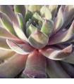 Sempervivum ‘Lenniks Glory’