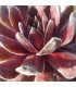 Sempervivum ‘Lenniks Glory’