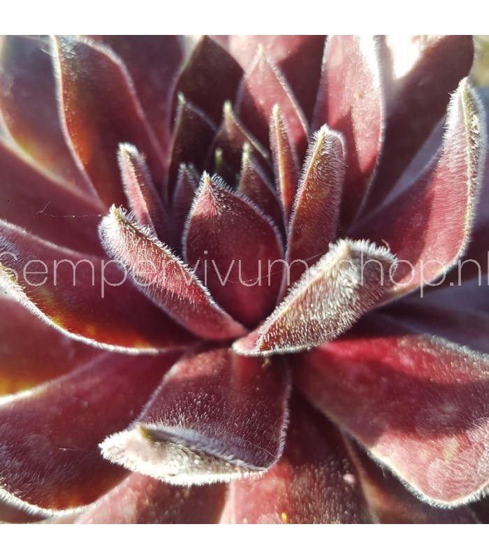 Sempervivum ‘Lenniks Glory’