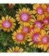 Delosperma 'New Fire'