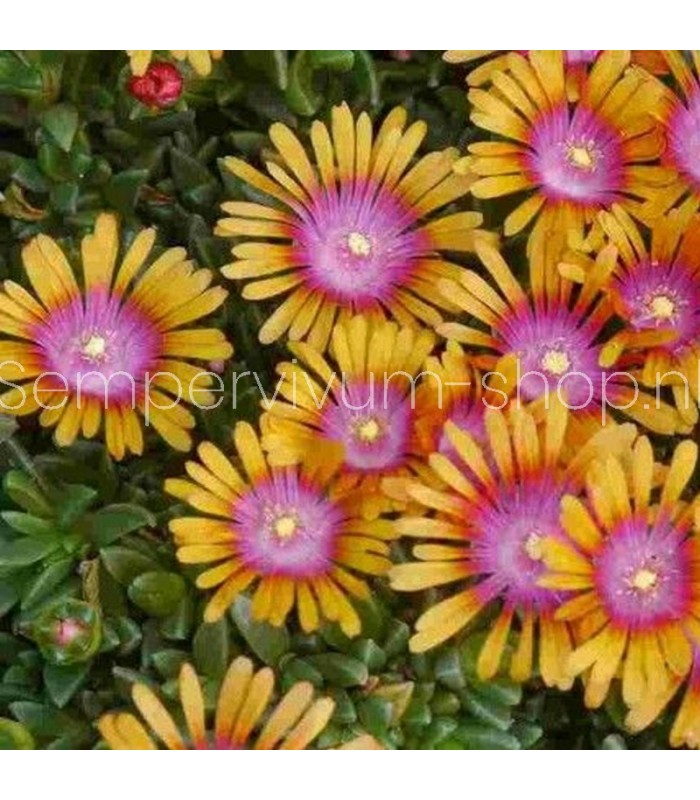 Delosperma 'New Fire'