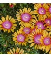 Delosperma 'New Fire'