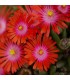 Delosperma 'Ursula'