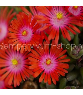 Delosperma 'Ursula'