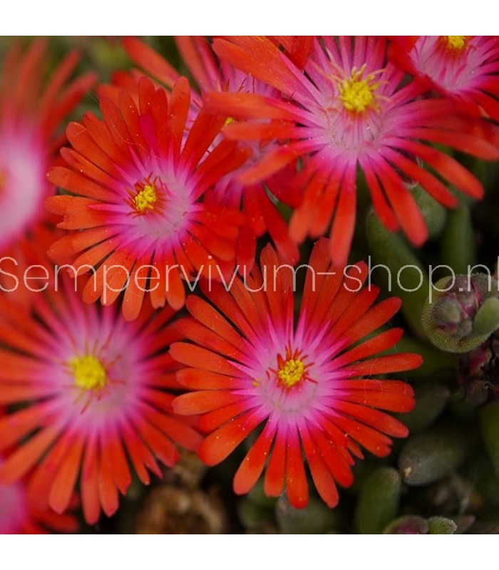 Delosperma 'Ursula'