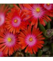 Delosperma 'Ursula'