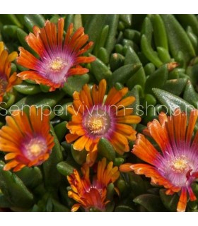 Delosperma 'Indian Summer'