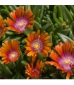 Delosperma 'Indian Summer'