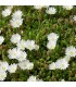 Delosperma 'Album'
