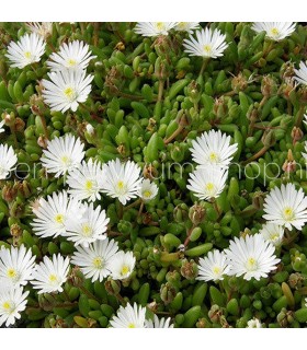 Delosperma 'Album'