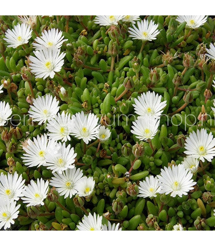 Delosperma 'Album'