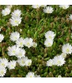 Delosperma 'Album'