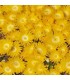 Delosperma 'Gold Nugget'