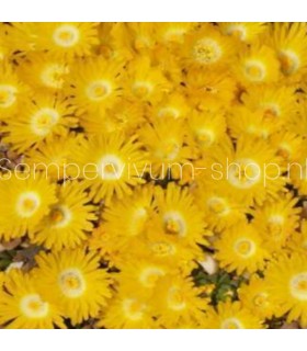 Delosperma 'Gold Nugget'