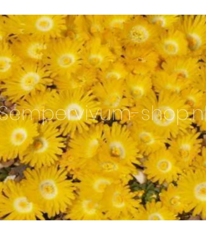 Delosperma 'Gold Nugget'