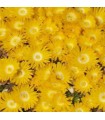 Delosperma 'Gold Nugget'