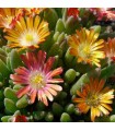 Delosperma 'Mandarin'