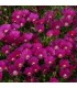 Delosperma 'Tifendell KG'