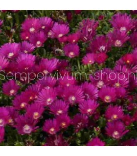 Delosperma 'Tifendell KG'
