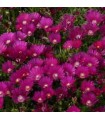 Delosperma 'Tifendell KG'