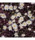 Delosperma nubigenum 'Sani Pass'
