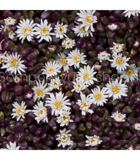 Delosperma nubigenum 'Sani Pass'