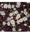 Delosperma nubigenum 'Sani Pass'