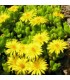 Delosperma nubigenum 'Nanum'