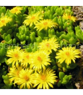 Delosperma nubigenum 'Nanum'