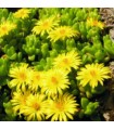 Delosperma nubigenum 'Nanum'