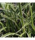 Carex 'Dixie Chip'